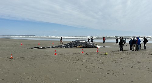 Dead grey whale washed up on BC beach