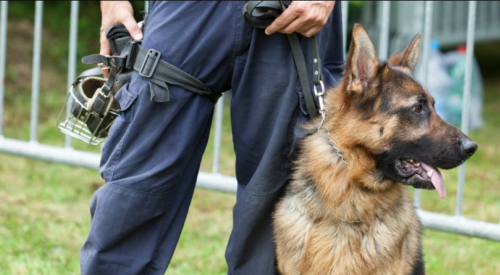 BC police dog stabbed during response to man in distress