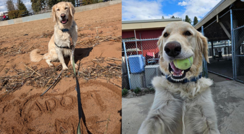 Furever Home Finder: Missy 