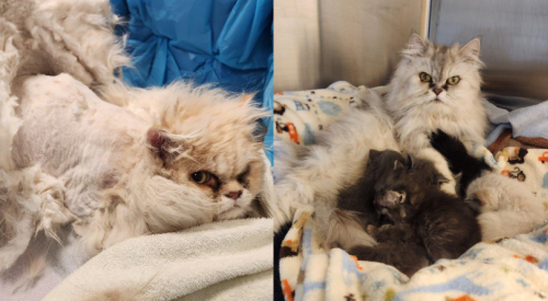 83 Persian cats taken into care by BC SPCA after owner’s death