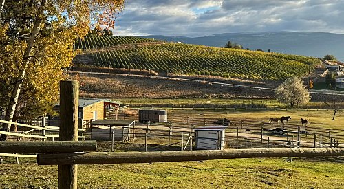 ‘We loved them dearly’: Okanagan animal sanctuary euthanizes 5 ducks due to avian flu