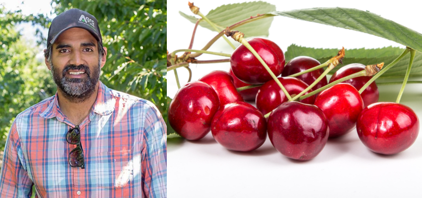 After a disastrous 2024, cherry, apple and wine grape crops all looking good this year