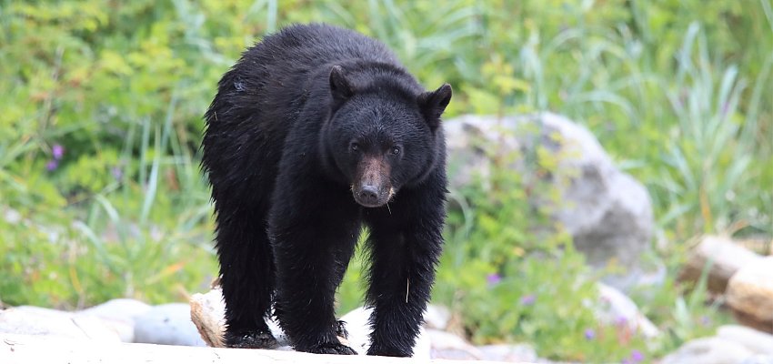 UPDATE: No evidence of cubs after black bear killed in Whistler, BCCOS says